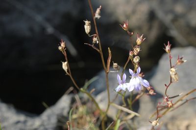 Lobelia kalmii, photographed by Quinten Wiegersma
