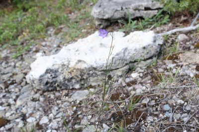 Campanula giesekiana, photographed by Quinten Wiegersma