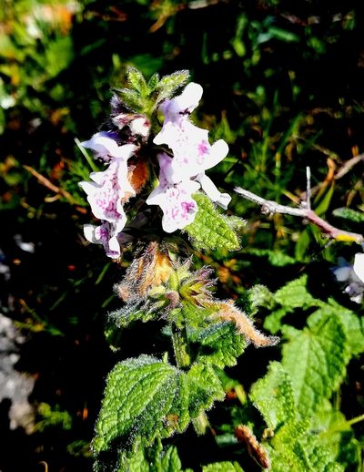 Stachys bolusii, photographed by flamelily