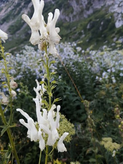 Aconitum orientale, photographed by Nevlyutov Marat