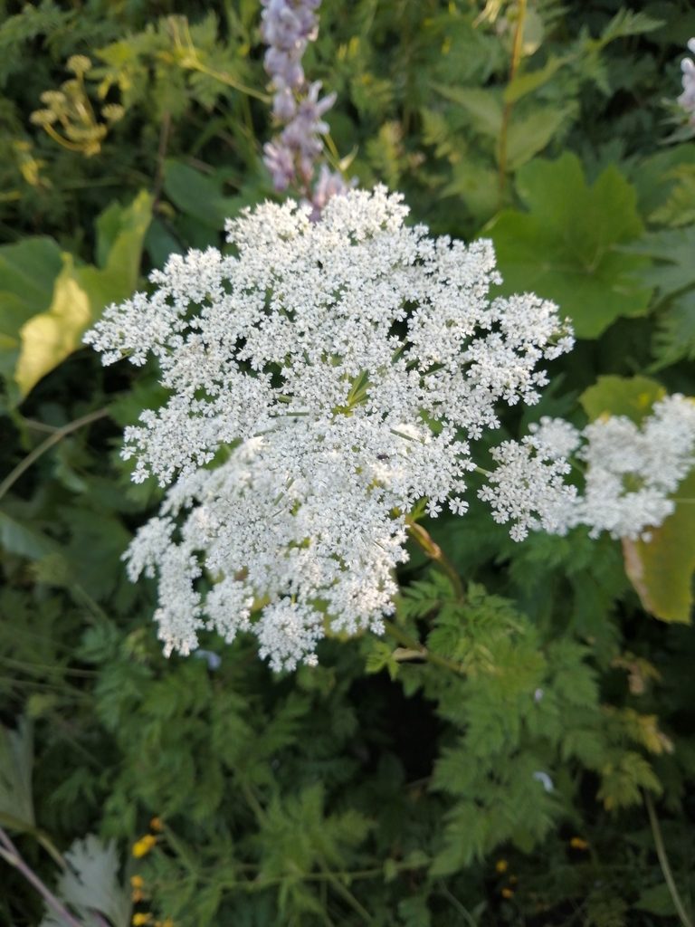 Selinum alatum, photographed by Nevlyutov Marat