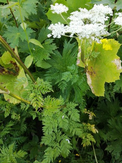 Selinum alatum, photographed by Nevlyutov Marat