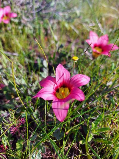 Romulea obscura, photographed by Jacques van der Merwe