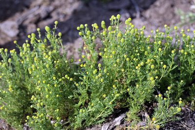 Matricaria occidentalis, photographed by Steve Matson