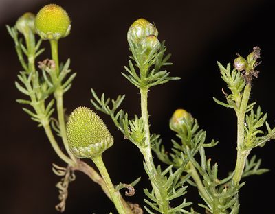 Matricaria occidentalis, photographed by Steve Matson