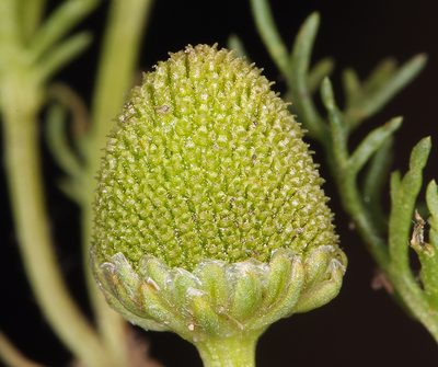 Matricaria occidentalis, photographed by Steve Matson