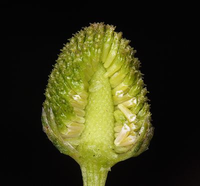 Matricaria occidentalis, photographed by Steve Matson
