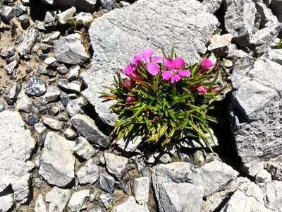 Dianthus glacialis, photographed by Karsten Rohweder