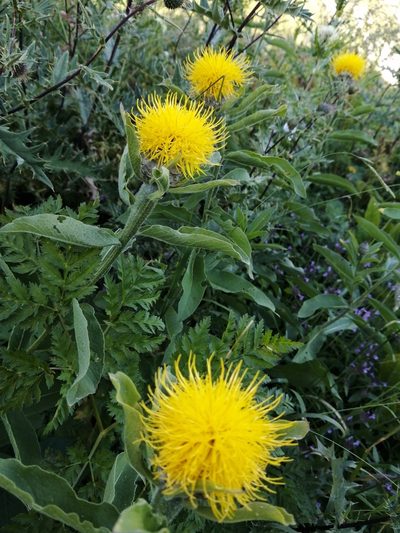 Centaurea macrocephala, photographed by Nevlyutov Marat