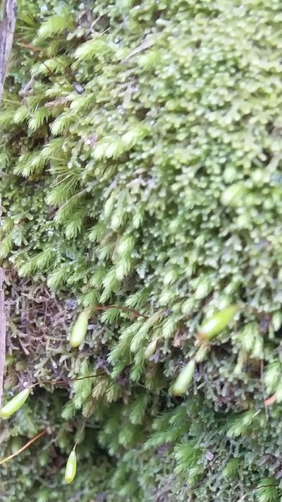 Schizymenium bryoides, photographed by insiderelic