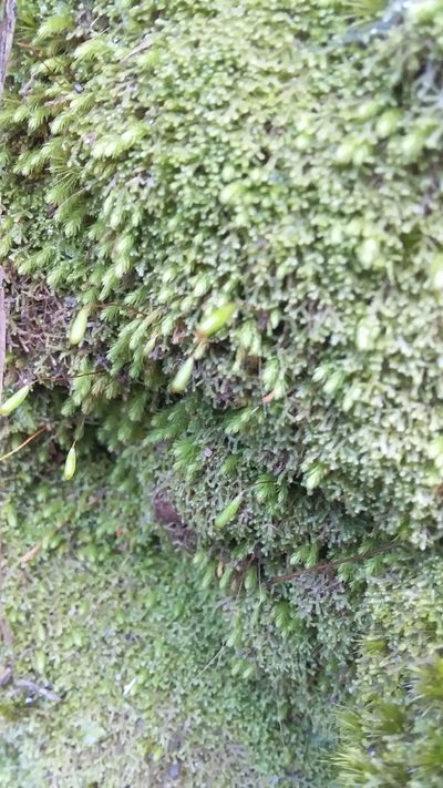 Schizymenium bryoides, photographed by insiderelic