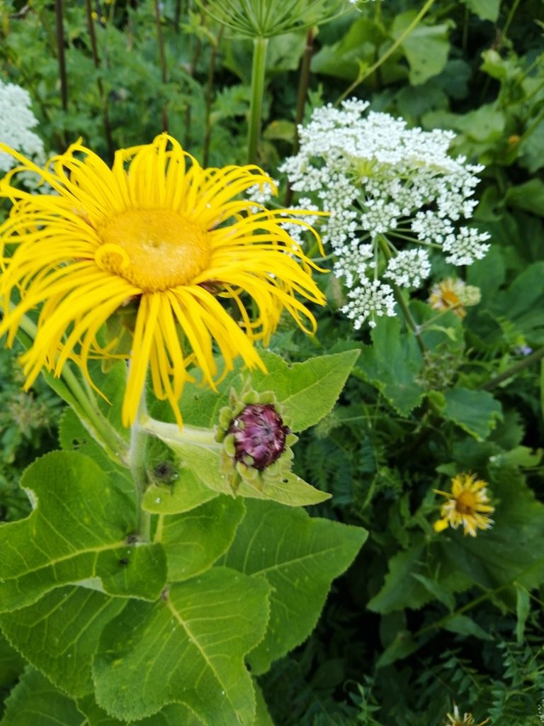 Inula magnifica, photographed by Nevlyutov Marat