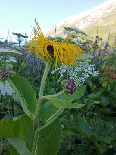 Inula magnifica, photographed by Nevlyutov Marat