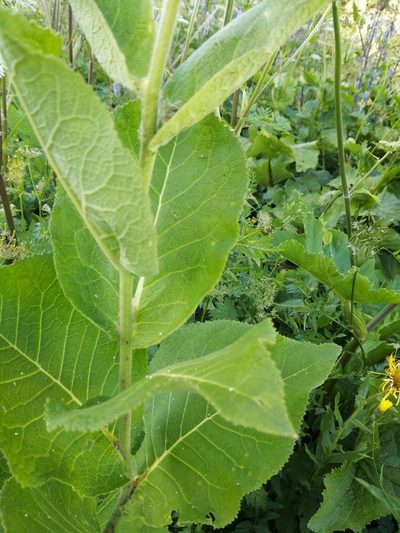Inula magnifica, photographed by Nevlyutov Marat