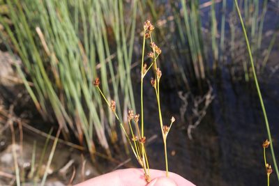 Juncus alpinoarticulatus, photographed by Quinten Wiegersma
