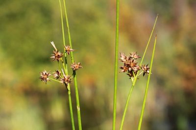 Juncus nodosus, photographed by Quinten Wiegersma