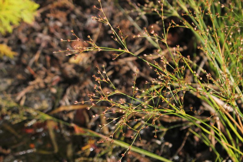 Juncus brachycephalus, photographed by Quinten Wiegersma