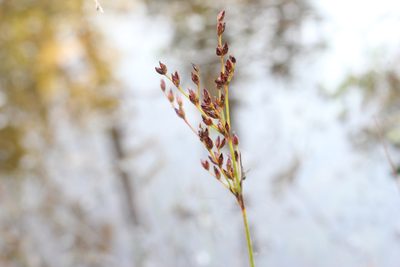 Juncus tweedyi, photographed by Quinten Wiegersma