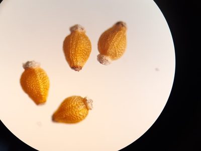 Eleocharis elliptica, photographed by Quinten Wiegersma