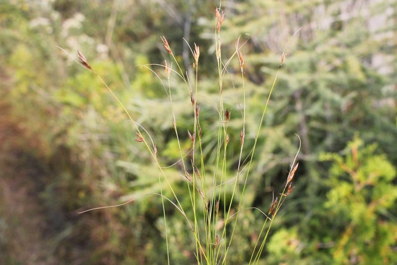 Rhynchospora capillacea, photographed by Quinten Wiegersma