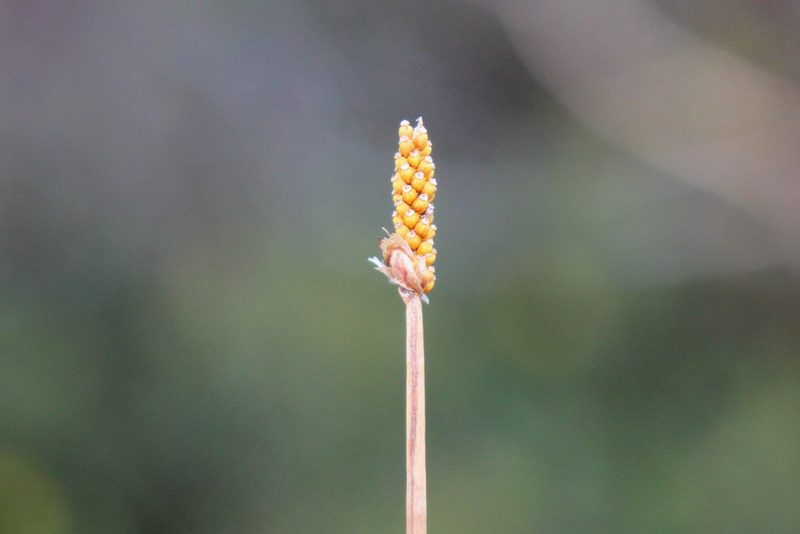 Eleocharis elliptica, photographed by Quinten Wiegersma