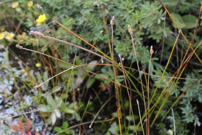 Eleocharis elliptica, photographed by Quinten Wiegersma