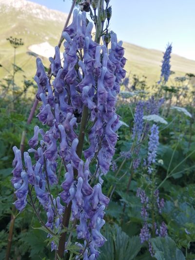 Aconitum orientale, photographed by Nevlyutov Marat