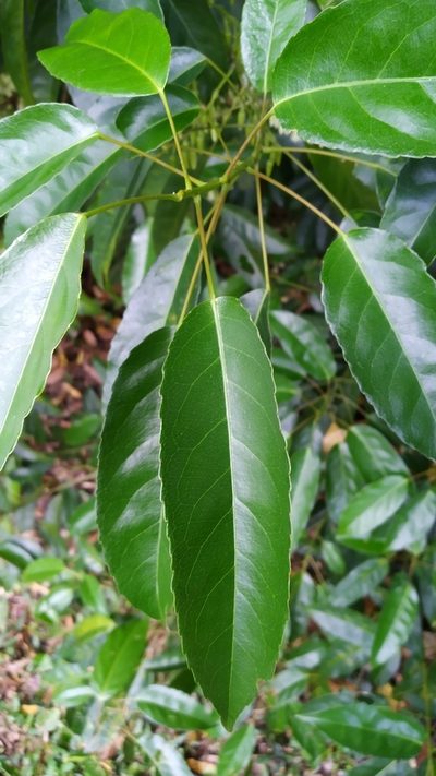 Elaeocarpus culminicola, photographed by Steve Fitzgerald