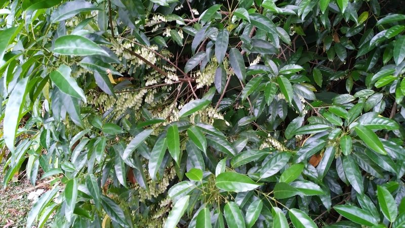 Elaeocarpus culminicola, photographed by Steve Fitzgerald