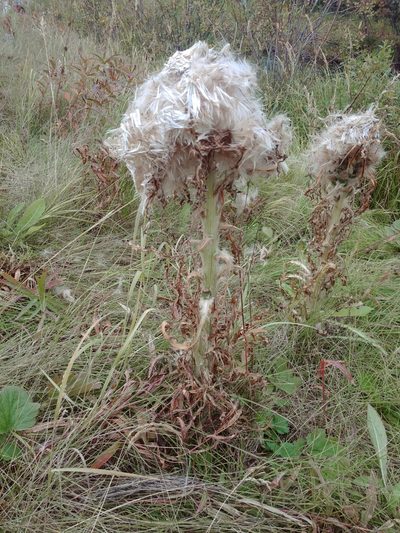 Cirsium foliosum, photographed by Syd Cannings