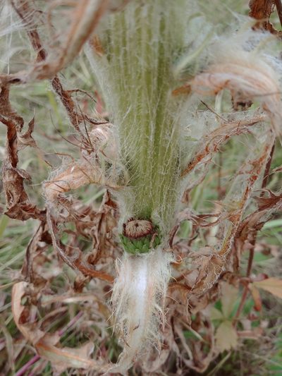 Cirsium foliosum, photographed by Syd Cannings
