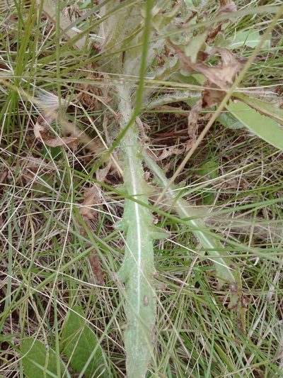 Cirsium foliosum, photographed by Syd Cannings