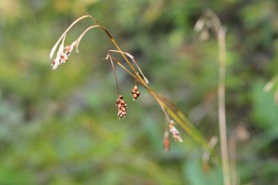 Carex capillaris, photographed by Quinten Wiegersma
