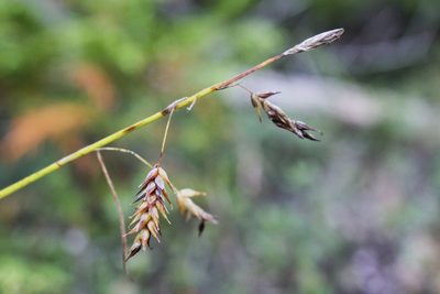 Carex castanea, photographed by Quinten Wiegersma