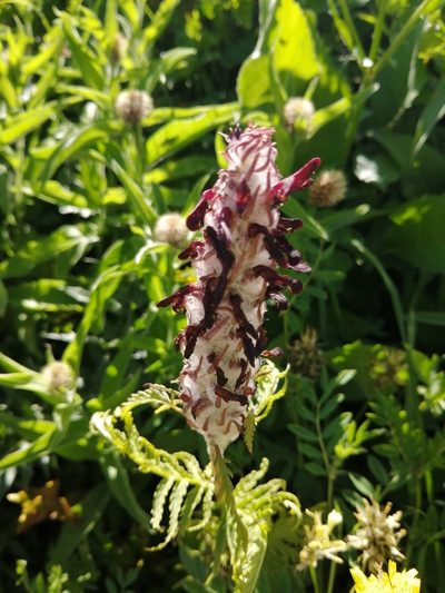 Pedicularis atropurpurea, photographed by Nevlyutov Marat