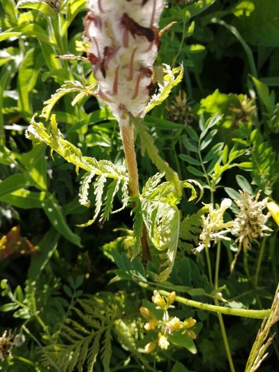 Pedicularis atropurpurea, photographed by Nevlyutov Marat