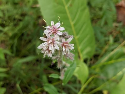 Nabalus racemosus, photographed by Elias