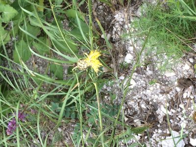 Centaurea orientalis, photographed by Tatiana Gavrilova