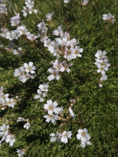 Gypsophila tenuifolia, photographed by Nevlyutov Marat