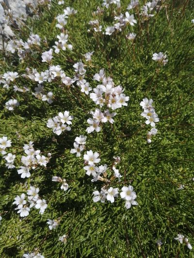 Gypsophila tenuifolia, photographed by Nevlyutov Marat