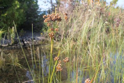 Cladium mariscoides, photographed by Quinten Wiegersma