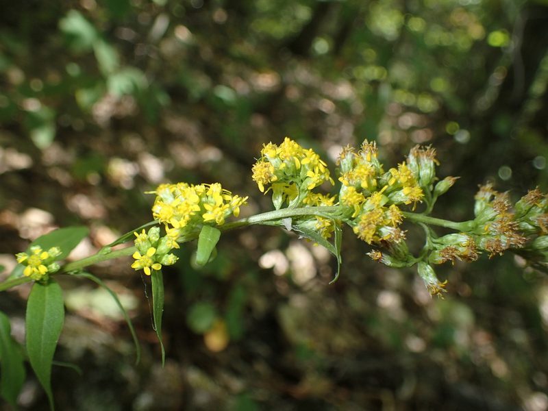 Solidago arguta, photographed by John Baur