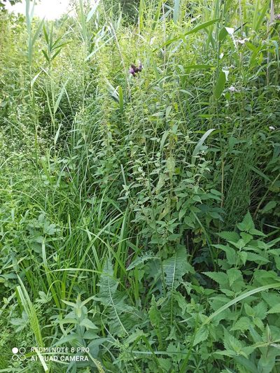 Cirsium rivulare, photographed by Radosław Puchałka