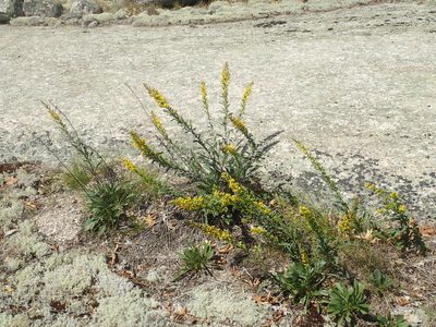 Solidago simplex, photographed by John Baur