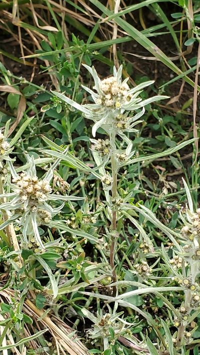 Gnaphalium exilifolium, photographed by Craig Martin