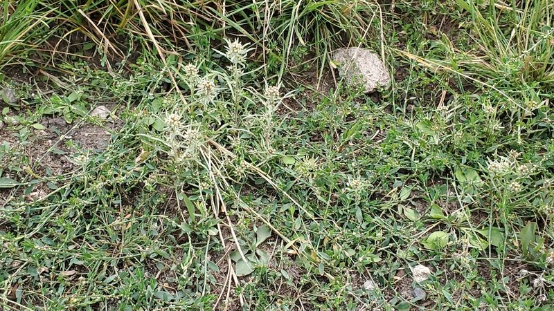 Gnaphalium exilifolium, photographed by Craig Martin