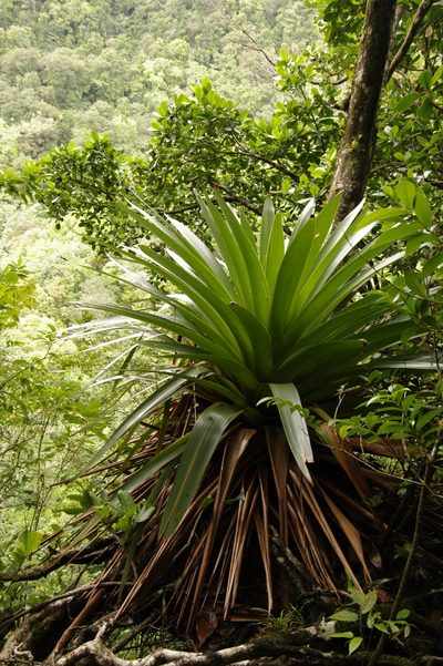 Glomeropitcairnia penduliflora, photographed by Eric Knight