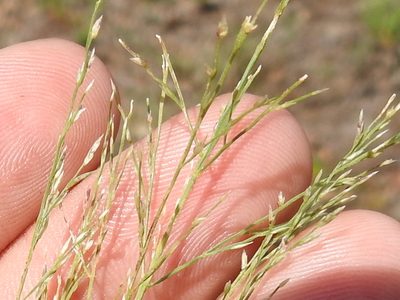 Eragrostis curtipedicellata, photographed by Sam Kieschnick