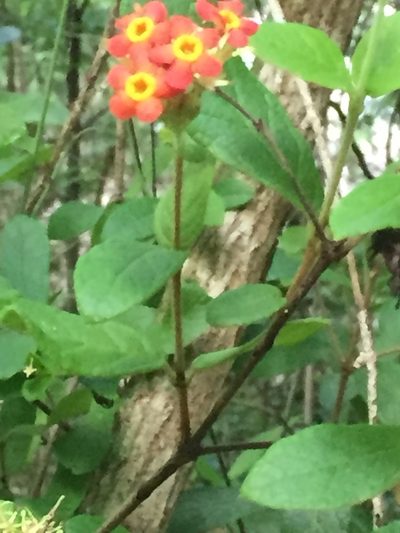 Rondeletia odorata, photographed by Andre Hosper