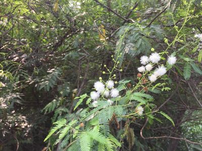 Mimosa bimucronata, photographed by Jason Grant